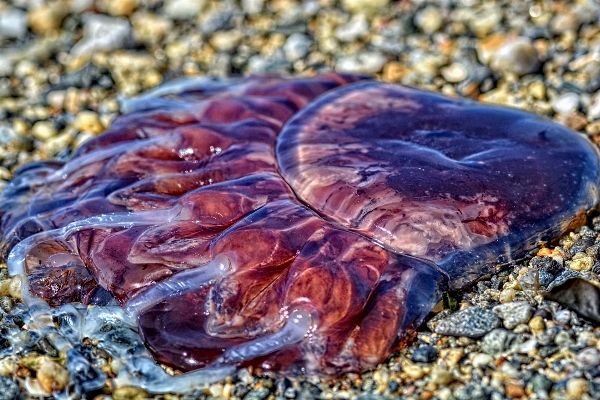 Sea nature rock ocean Photo