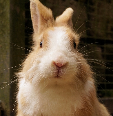 Foto Doce animal bonitinho bicho de estimação