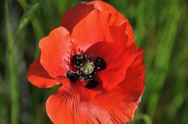 Nature plant field flower Photo