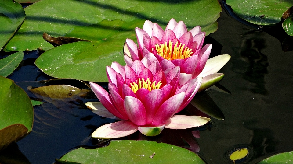 自然 花 植物 葉