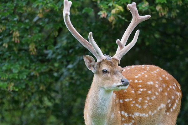 Foto Margasatwa rusa mamalia fauna