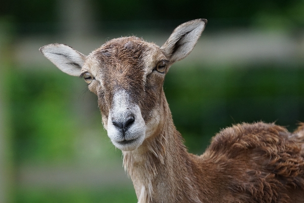 Foto Fêmea animais selvagens cervo mamífero