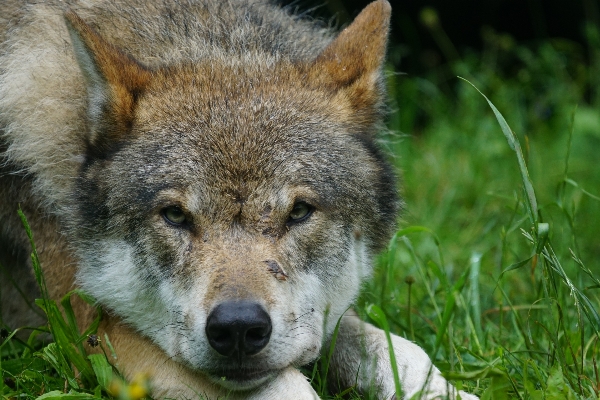 Foto Animais selvagens retrato mamífero lobo