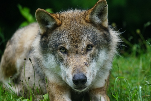 Wildlife portrait mammal wolf Photo