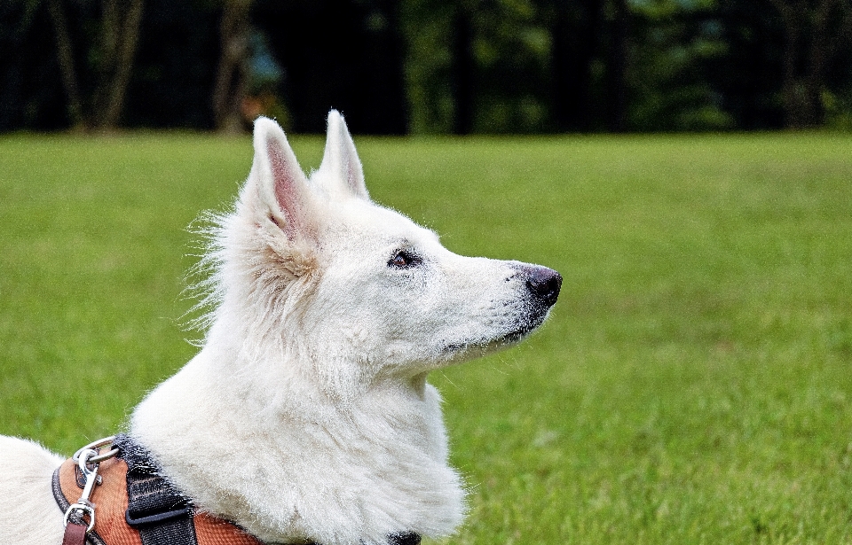 Blanc chien animal portrait