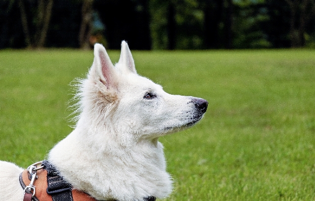 White dog animal portrait Photo