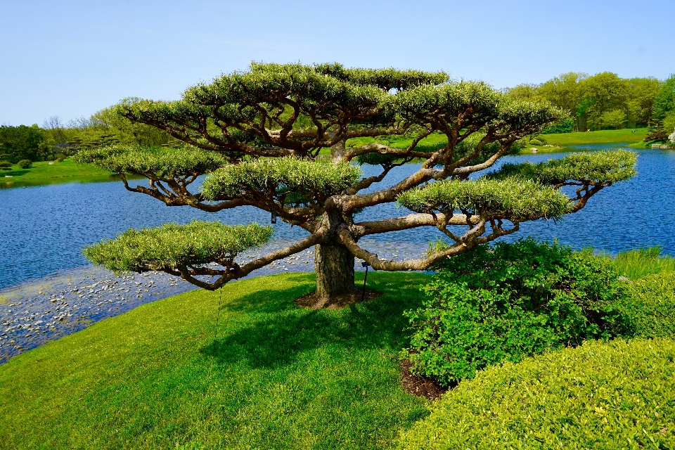 Landscape tree water nature