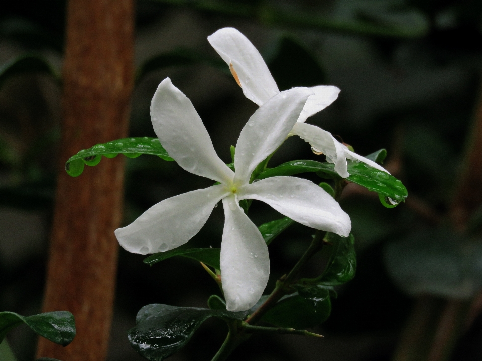 Naturaleza florecer planta blanco