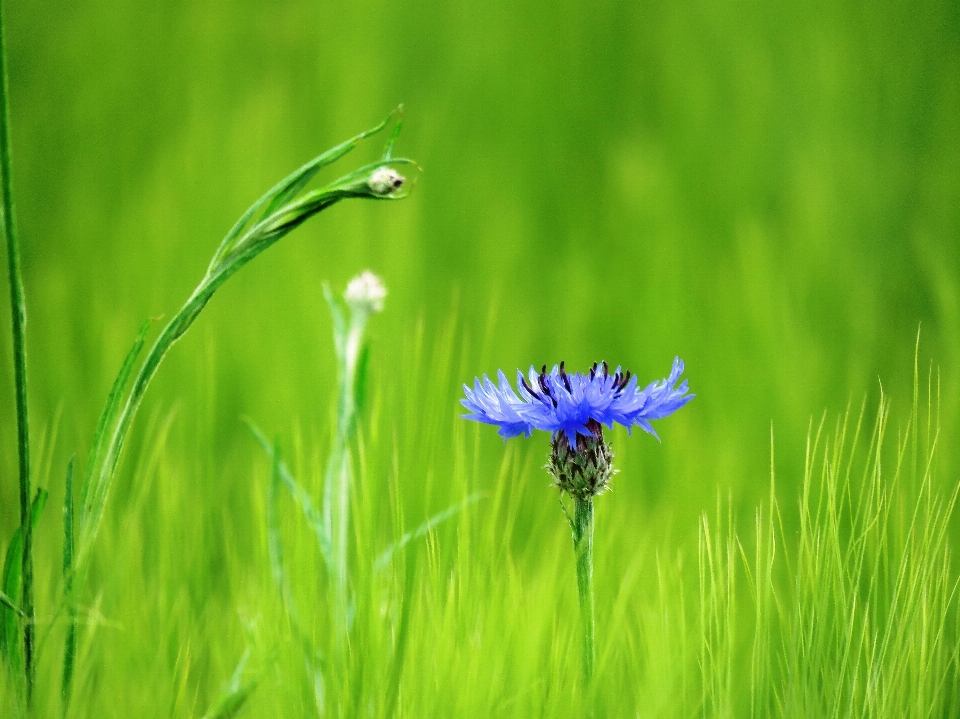 Natur gras blüte anlage