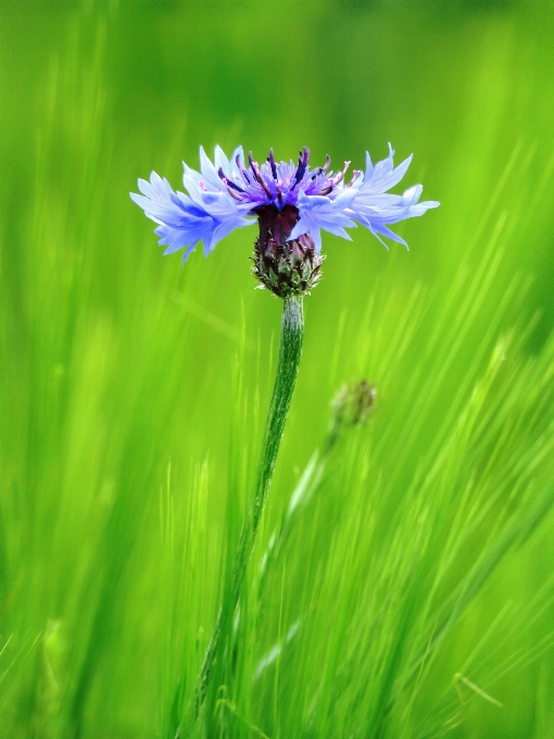 Nature herbe fleurir usine