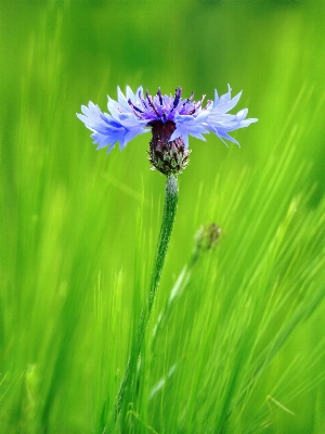 Nature grass blossom plant Photo