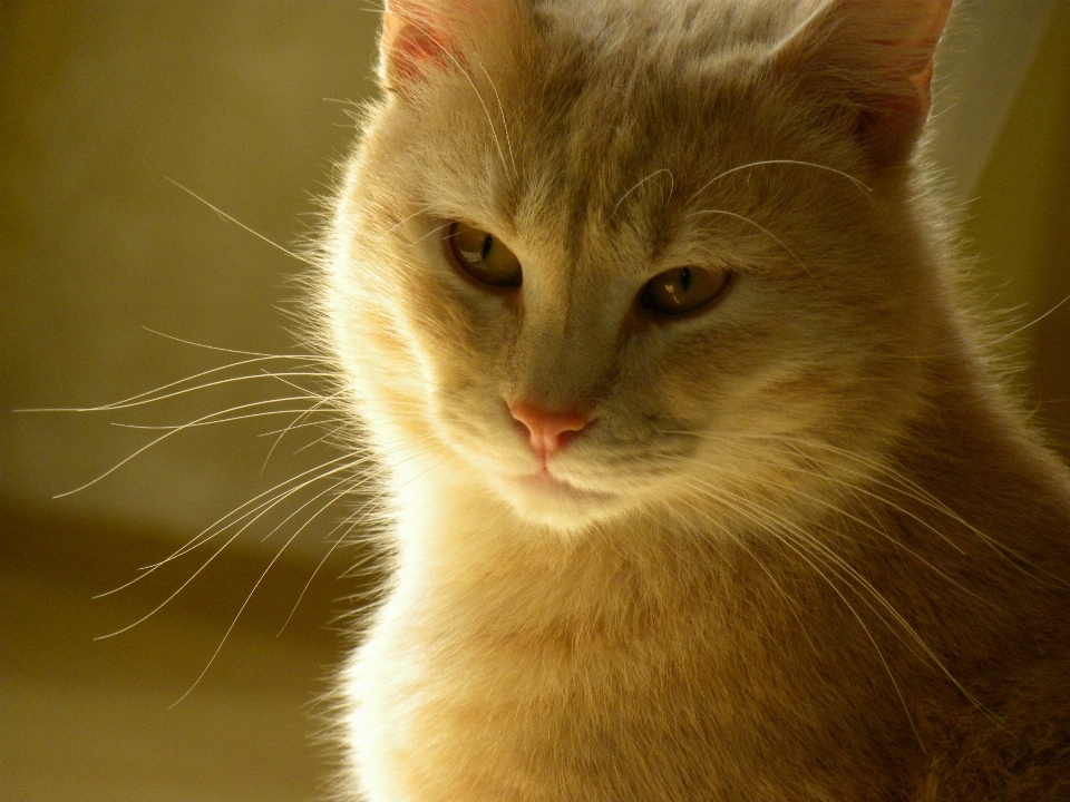 Lumière du soleil animal de compagnie rouge chaton