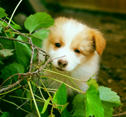 Puppy dog mammal vertebrate Photo