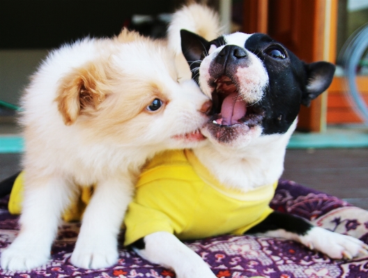 Puppy dog mammal vertebrate Photo