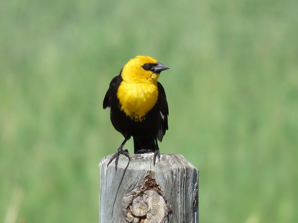 Nature marsh bird wildlife