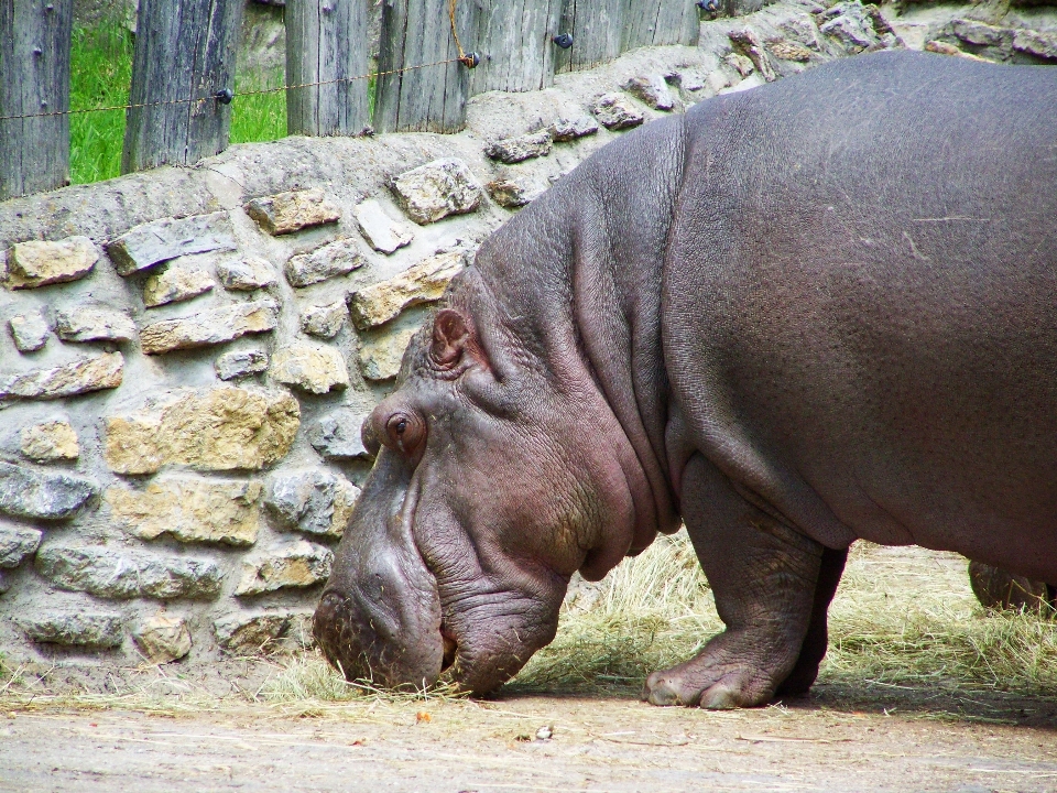 Tierwelt zoo säugetier fauna