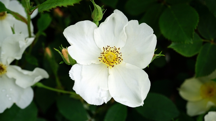 Nature blossom plant white Photo