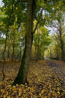 Tree nature forest branch Photo