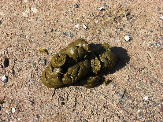 Nature rock leaf flower Photo