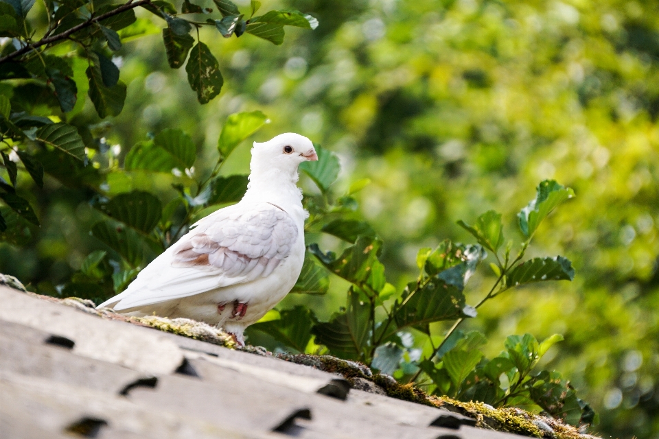 Nature branch bird white