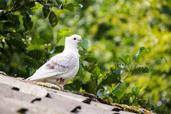 自然 ブランチ 鳥 白 写真