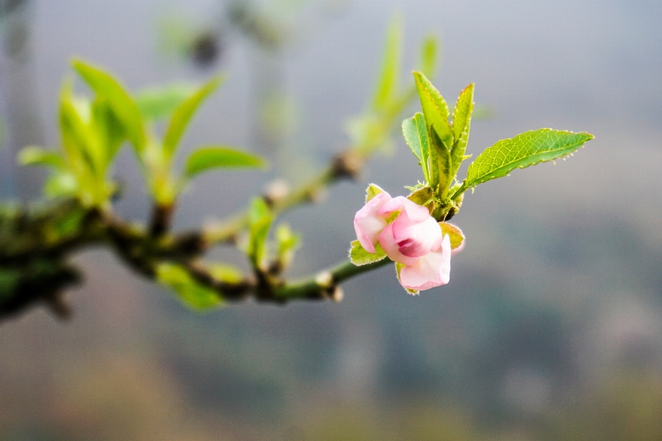 Albero natura ramo fiore