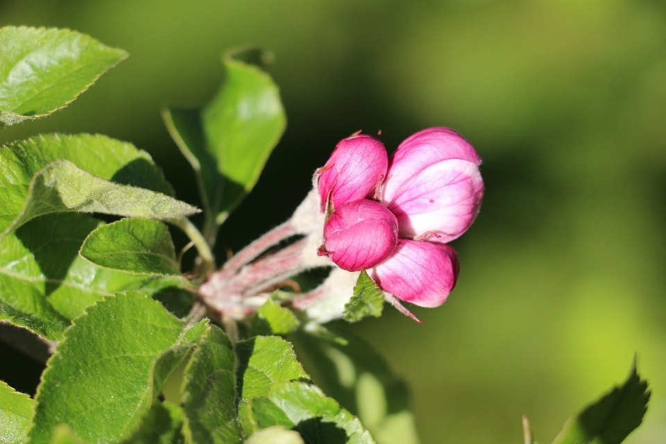 Apple pohon alam cabang