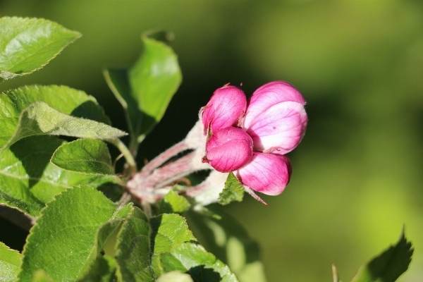 Apple tree nature branch Photo