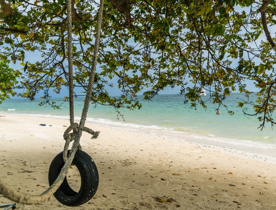 Spiaggia paesaggio mare albero