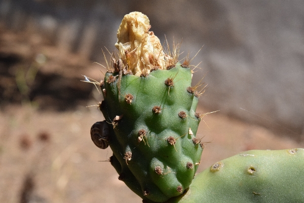 Foto Natureza florescer espinhoso
 cacto
