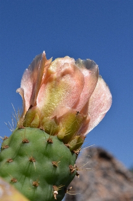 Foto Florescer espinhoso
 cacto
 plantar