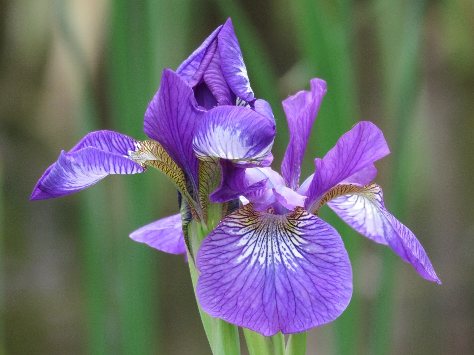 Naturaleza florecer planta flor