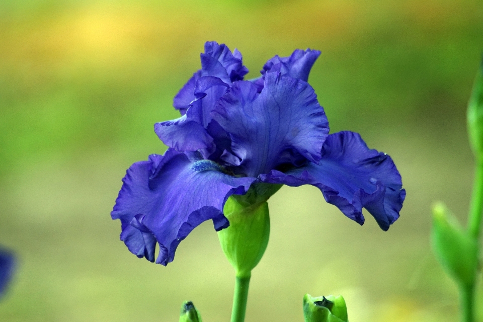 Nature blossom plant flower