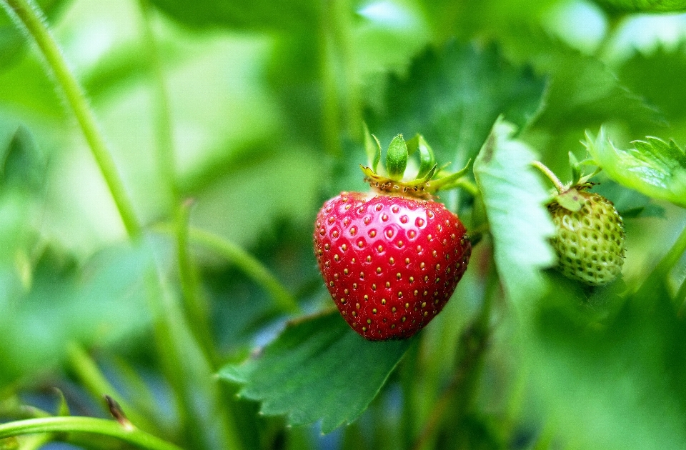 Nature usine fruit baie