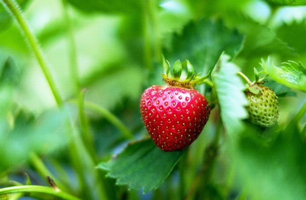 自然 植物 フルーツ ベリー 写真