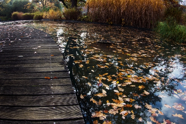 Photo Arbre eau nature pont