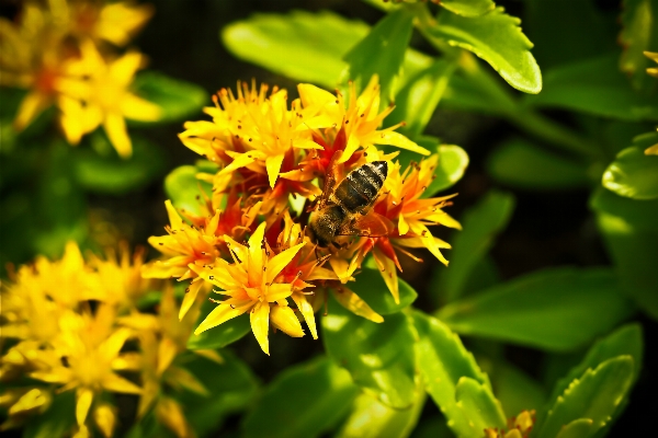 Nature blossom plant meadow Photo