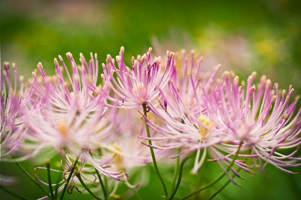 Nature grass blossom plant Photo