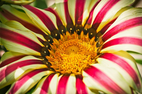 Nature blossom plant photography Photo