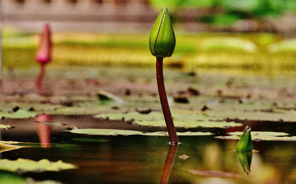 水 自然 开花 植物