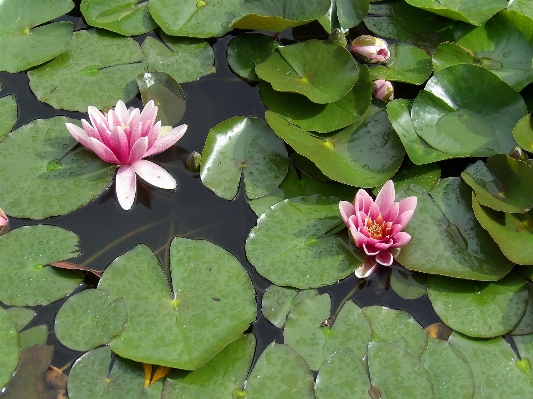 Nature plant leaf flower Photo