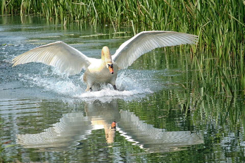 Air burung sayap danau