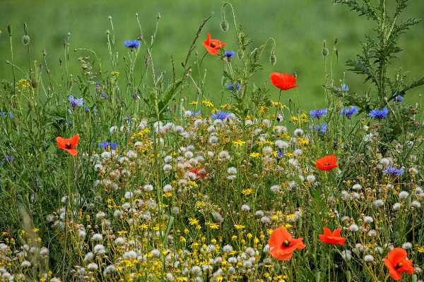 Nature grass plant field Photo