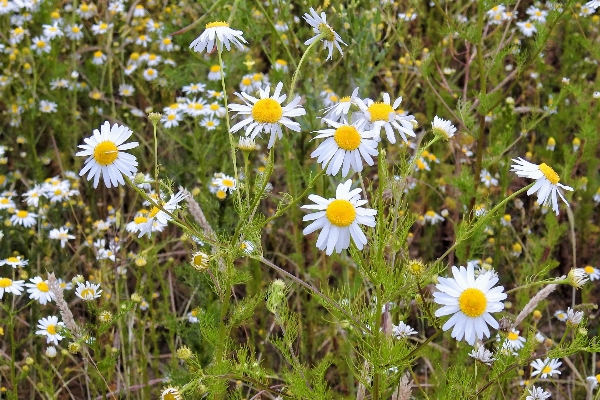 Grass plant field meadow Photo