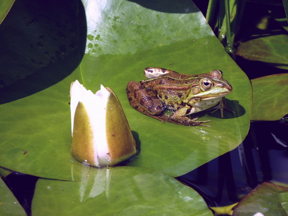 Eau nature fleurir usine