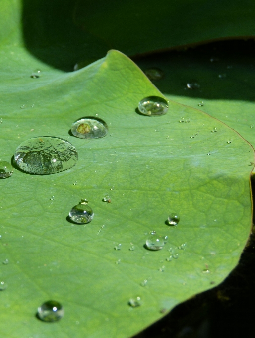 Eau nature goutte rosée