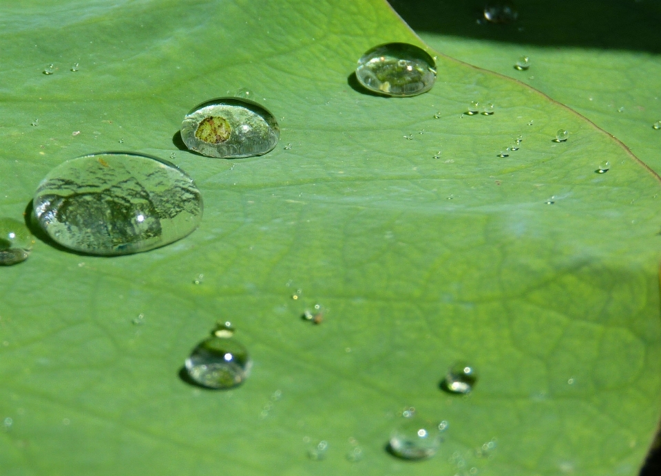 水 自然 草 落とす