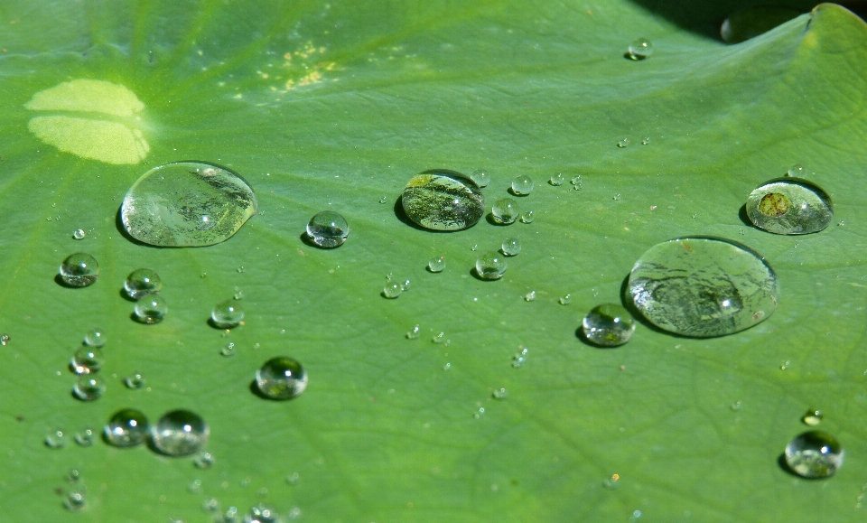 água natureza derrubar orvalho