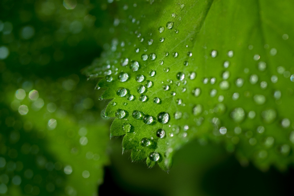 Water nature grass drop