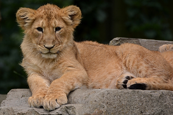 自然 動物 野生動物 動物園 写真